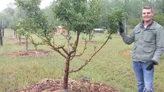 Protecting Your Fruit Trees From Deer