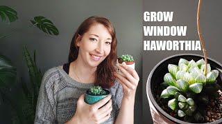 WINDOW HAWORTHIA CARE GUIDE - HOW TO GROW HAWORTHIA COOPERI  AND OTHER WINDOW SUCCULENTS INDOORS