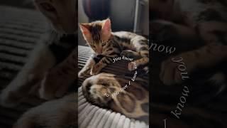 Бенгальские котята  #cat #красиваякошка #kitten #котофейка #catlover #веселыекоты