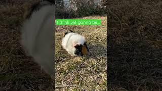 Clemmy the Guinea Pig Just Chillin’ in the Backyard