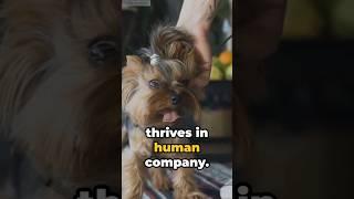 Top 5 Small Dogs in The World | Tiny Paws Big Hearts | #shorts #puppy