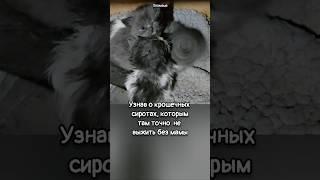 На военном полигоне п#гибла мама 2-х недельных котят