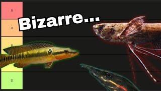 Ranking the most Unique Aquarium Fish! (reupload)