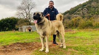 GÖRENLERİ ŞAŞKINA ÇEVİREN DEV KÖPEKLER ! (Baba ve Oğul Arasındaki Liderlik Savaşı)