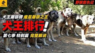 大型紀錄片【野狼復仇記】第七季特別篇，高能來襲！土耳其頂尖屠狼犬有多猛？一口氣看完前15名屠狼之王，誰是屠狼之王？#坎高犬#狼#牧羊犬#狗#狼群#土耳其#动物世界#動物解説#動物世界