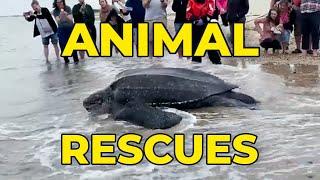 To the Rescue! Animals Saved by Good Samaritans