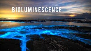 Incredible Bioluminescence in Australia