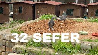 32 Sefer  3Saat Uçum - GÜVERCİN BAKIMI