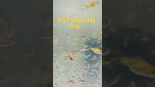 500+ Baby Gold Fishes | Chennai RR Aquarium #aquariumfish #fish