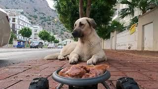 Huge stray dog reacts to RC auto dog feeder