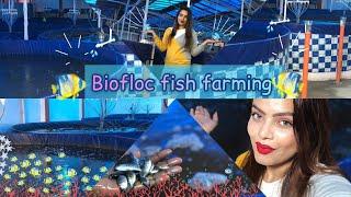 Biofloc fish farming | new concept | first time in India | Alisha’s Alishan