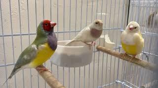 Gouldian finch Singing