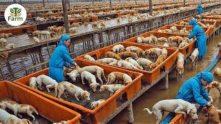 How Chinese Farmers Raise Over 10 Million Dogs for Meat a Year | Agricultural Documentary