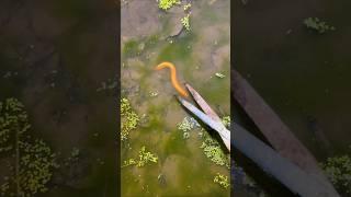 Eel fish trapping!! fish trapping, village fishing, mud fish eel catching, eel fish #fishing #shorts