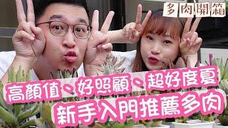 【A&Y開箱】兔耳多肉｜推薦新手入門超好養多肉｜Succulents Unboxing