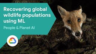 Recovering global wildlife populations using ML