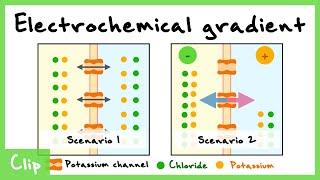Nernst Equation And The Electrochemical Gradient Explained | Clip