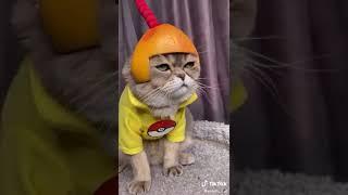 Котэ в шлеме