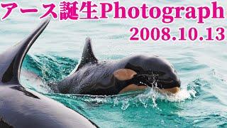 鴨川シーワールドのシャチ「ラビー」の第一子「アース」出産Photograph 2008.10.13撮影 Kamogawa Sea World Baby orca