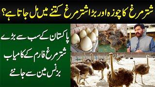 Ostrich Farming Kese Hoti Hai? Chicks Kitne Ka Milta Hai? - Ostrich Farm Ke Businessman Se Janiye