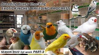 Exotic Finches Farm Breeding Progress - Part 3 -Season 2022 (1st week)