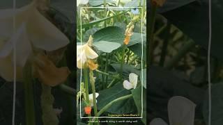 Asparagus bean(bora) #nature #green #inspiration