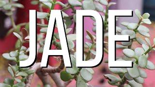 EASY Jade Repotting and Relocating Tips