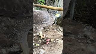 #Hawk #Eagle #Owl #Wildlife #Animal #EagleHawkOwl hawk vs snake, Owl vs snake fight, Eagle Vs Snake,