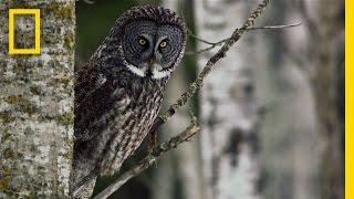 Great Grey Owl | Untamed Americas