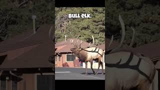 The TRUE SIZE of a Bull Elk (@atcoloradoadventuresco)