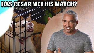 Chihuahua Mix Attacks The Grandmother! | Cesar 911 Season 3, Ep. 1 - Part 1