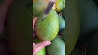 Golden mango so fresh - Farm fresh ninia fruit cutting #shorts #shortvideo