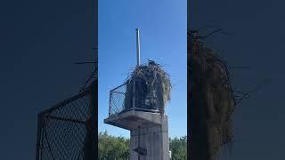 Beautiful ospreys at Flamingo #Florida #Wildlife