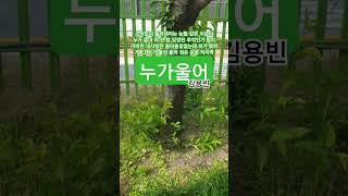 누가 울어  #김용빈#배호#트로트#1966배호최고인생곡