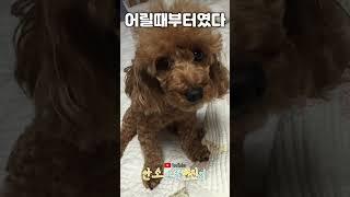 말대꾸 하는 댕댕이 똥이, 소리켜고 보세요 #댕댕이