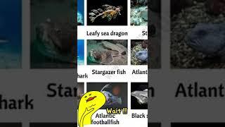 Deep Sea Creatures "Stargazer Fish" #stargazer #deepseafish #wierdfish #shorts #shortsviral