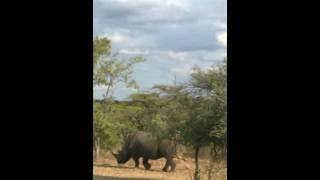 White Rhino - Kapama River Lodge