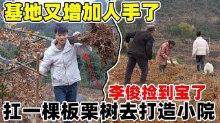 基地又增加人手了，从三个人变成六个人了，李俊扛了一棵100斤的板栗树去打造小院，累倒了