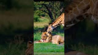 "Lioness Gives Birth to a Strange Creature: Giraffe's Astonished Reaction!" #naturelovers