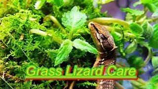 How to care for grass lizards(Handle, feed, and setup)