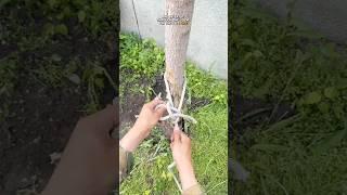 The Knot That Locks Instantly!