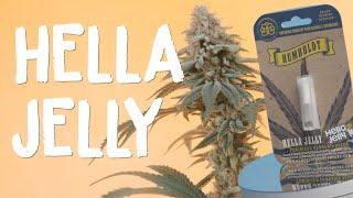 Hella Jelly Seed to Harvest -  The Humboldt Seed Company | Vipar Spectra KS5000 LED Grow Light