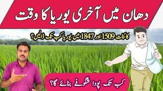 Last Urea fertilizer dose in rice field | Abid Ali Agrarian