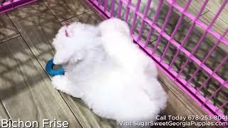 New Bichon Frise Puppies Available For Sale