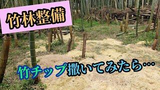 竹林整備【竹チップ撒いてみたら…】