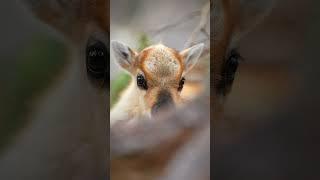 Just a few days old reindeer calf battle with spring’s first mosquito  #wildlife #reindeer #nature