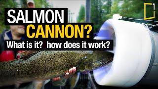 The 'salmon cannon' that shoots fish over a dam by Whooshh innovations