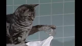 Toonces the Cat Revenge   Saturday Night Live