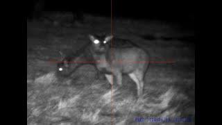 Sambar Deer Cull using Blaser R93 30-06 and Pard DS35-70 LRF Day/Nightscope Victoria 2024