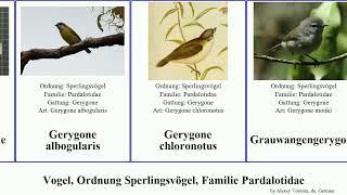 Vogel, Ordnung Sperlingsvögel, Familie Pardalotidae bird Gerygone Passeriformes Heidehuscher